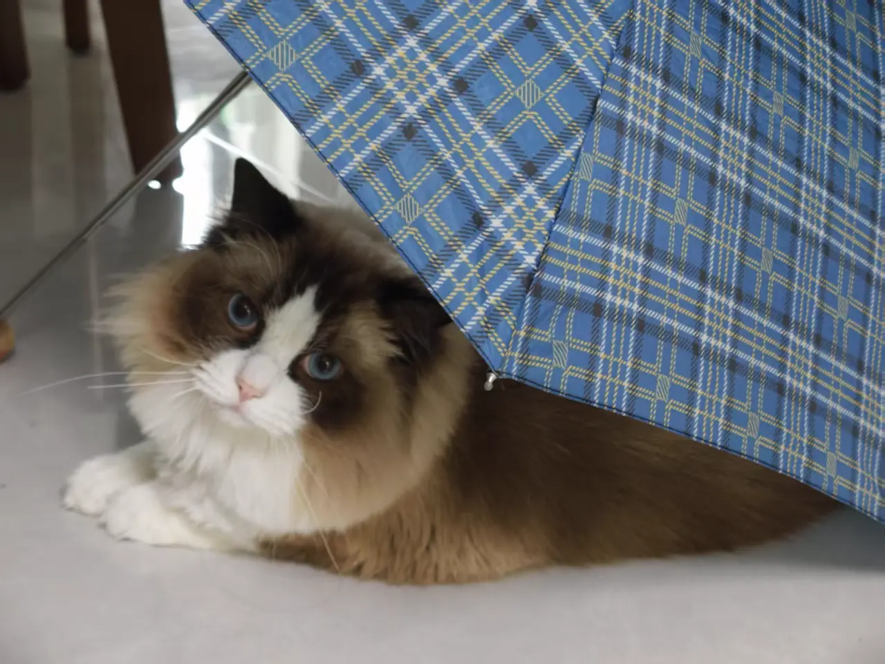 A blue-eyed cat resting beneath a patterned umbrella